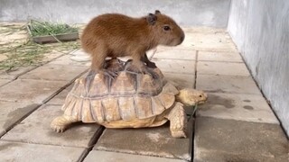 Capybara gọi Uber