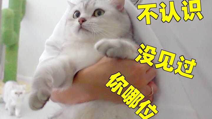 Three days on a business trip and no homecoming—my cat has turned into a stranger. Cat: “Hey! Is thi