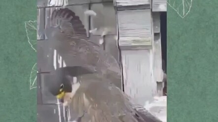 ครั้งแรกที่เห็นอะไรน่าตกตะลึงบนตัวนก