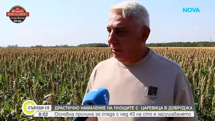 Драстично намаление на площите с царевица в Добруджа