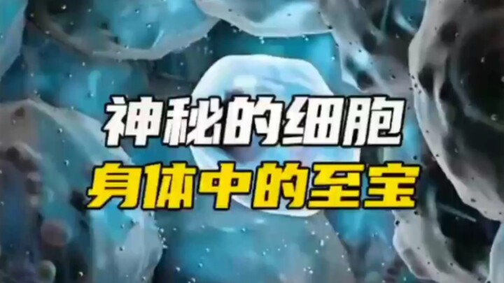 【人体奥秘】人体的搬运工，任劳任怨。