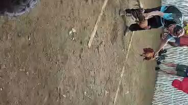 tornado Win,Matibay sa basaan,Hma breeding of Mt.Banahaw