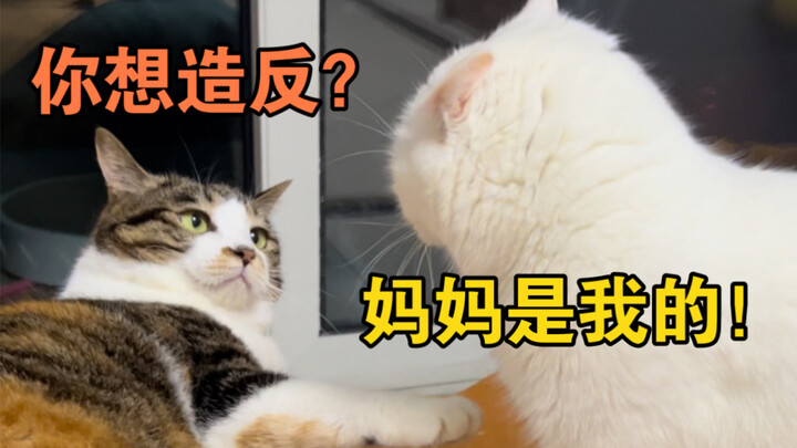 Biarin aja dua kucing betina, rumah jadi panggung drama istana tiap hari!