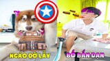 Thú Cưng Vlog | Ngáo Husky Troll Bố #25 | Chó husky thông minh vui nhộn | Smart dog funny pets
