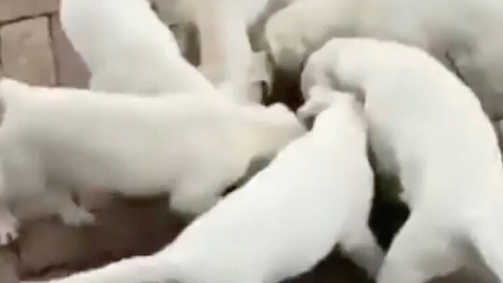 Cảnh ăn uống vùn vụt của cún con