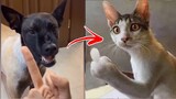 OMG So Cute 😍 Funny Cats And Dogs 2022 Part 13