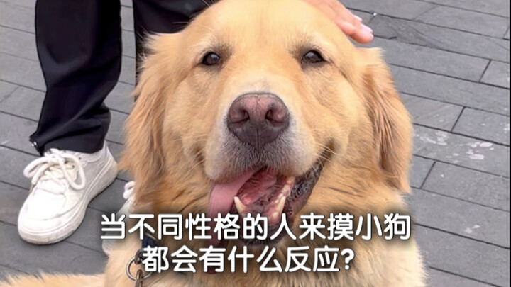 What happens when people with different personalities pet a puppy?