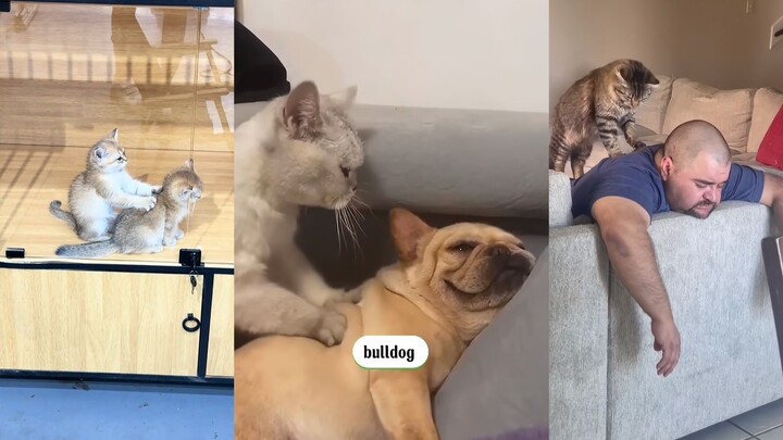 Chị massage mèo đã bắt đầu làm việc, toàn là dân chuyên nghiệp!