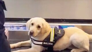 Anjing pengendali narkoba: Benar, aku sudah resmi diangkat, tapi aku tetaplah seekor anjing biasa!