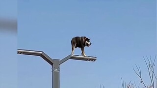 ลูกหมาปีนขึ้นไปได้ยังไง