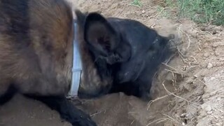 狗子：这里面有东西！绝对有东西！