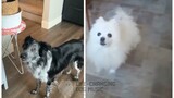 One Last Kiss but Dogs Sung It (Dogs Version Cover)