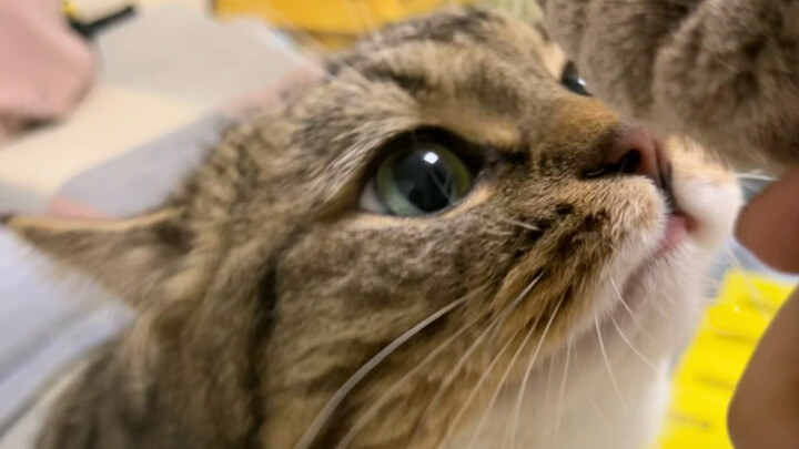 จมูกเล็กน่ารักขยับไปมา