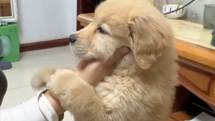 Little Golden Retriever: You want to abandon me, huh? No way!