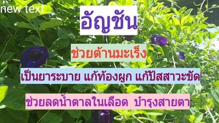 อัญชัน สมุนไพรช่วยป้องกันมะเร็ง แก้อาการท้องผูก แก้อาการบวมน้ำ ลดน้ำตาลในเลือด