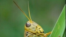 Trivia: Locusts don’t have a title like brothers.