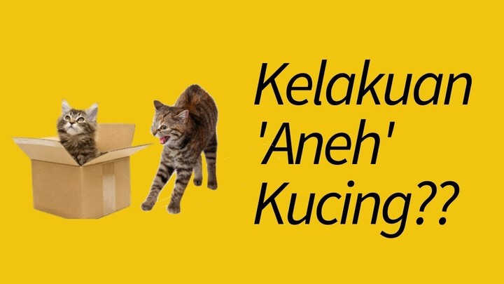 MENJAWAB 15 Tingkah Laku Kucing yang 'Aneh' dan Lucu