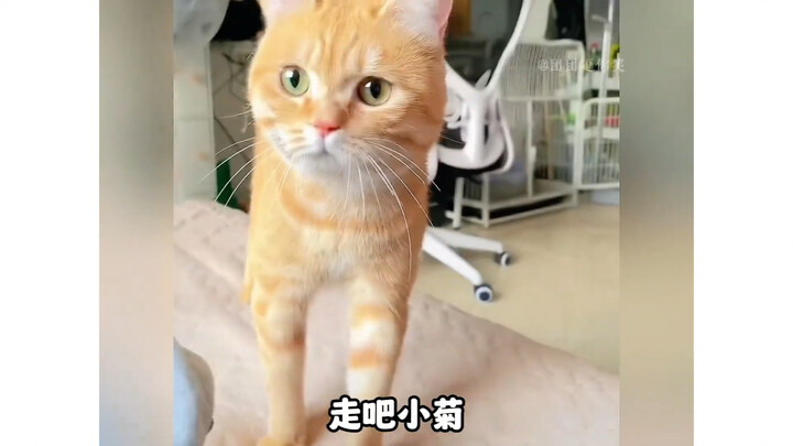 แมวจอมแสบฝ่าลมทำเรื่องซน