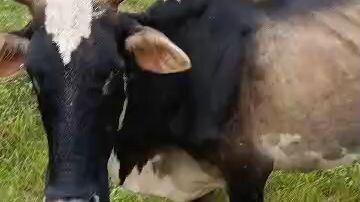 wow