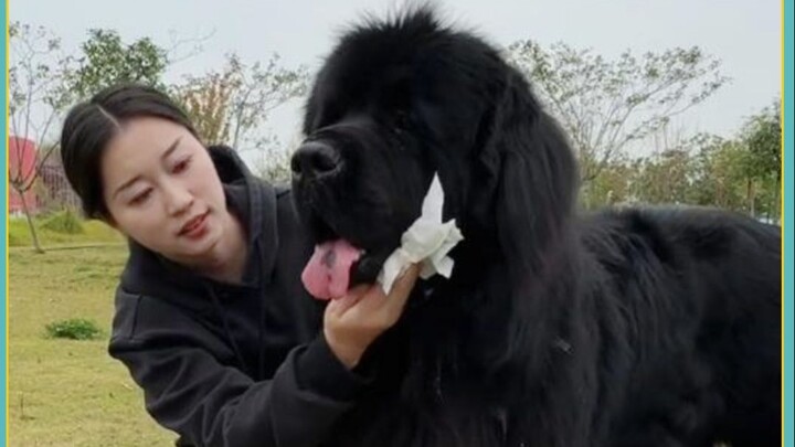 Hari ini datang ke rumah untuk mengajak anjing raksasa jalan-jalan, sampai-sampai orang yang lewat k