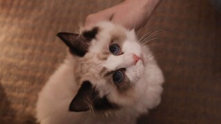 【孟宴臣x宁恕|拉郎】他的猫 [甜饼番外]