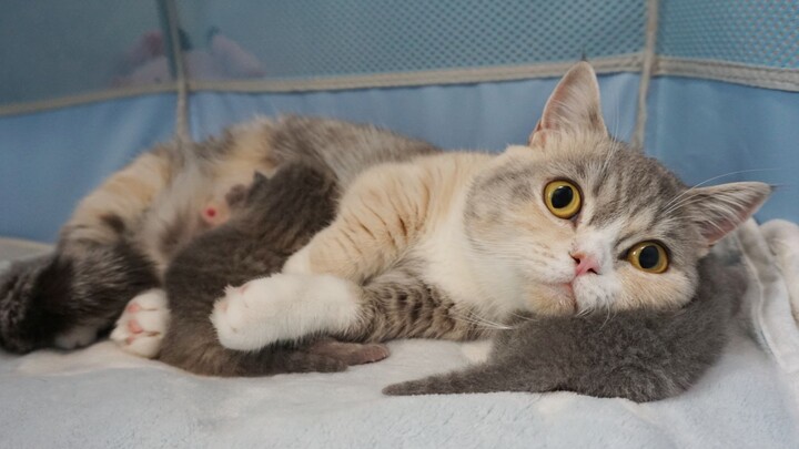 The mother cat is biased, and the neglected little kitten is even used as her pillow!