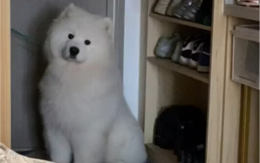 น้องหมาน้อยน่ารักขนาดนี้ ยังร้องเพลงได้อีก