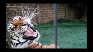 Put a tiger in Your tank!