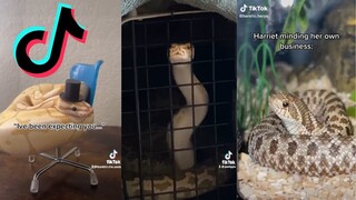 Reptiles of TikTok - Snake Edition