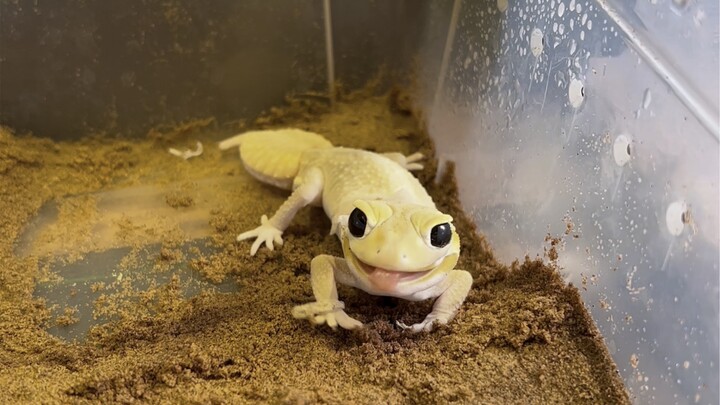 Today's Pikachu is putting on a show right here...