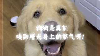 狗狗是真能嗅到屠夫身上的煞气呀！