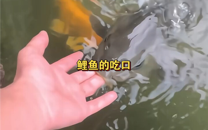 จังหวะกินเหยื่อของปลาคาร์ปตัวใหญ่ ผมมีไอเดียกล้าๆ หนึ่ง…