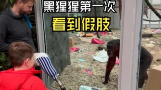 那些出人意料的动物视频!