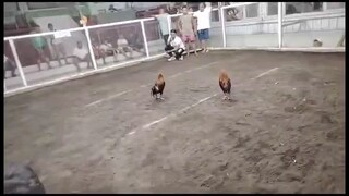2 Cock Ulutan 2nd Fight Wins @TabacoCockpitArena March 11, 2025 🏆CHAMPION🏆