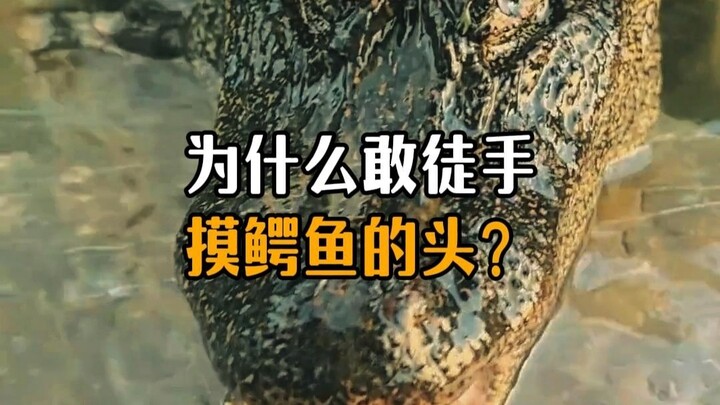 Mengapa berani menyentuh kepala buaya dengan tangan kosong?