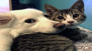 Funniest Animals Videos 2023 😹 Try Not To Laugh Funny Dogs And Cat 😁