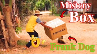 BigBox Prank Vs Sleeping Dog, New Prank Very Funny Surprise Scared Reaction New Funny Prank Dog 2021