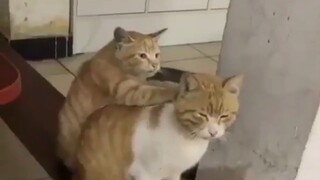 Let me give the big shot a neck massage.