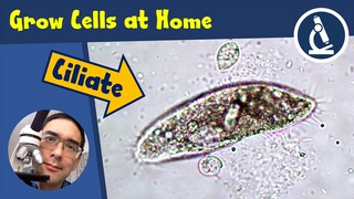 🔬 134 - How to GROW CELLS for microscopy at home | Amateur Science