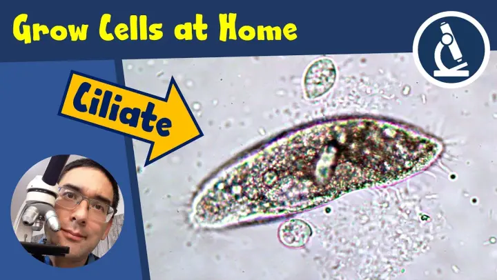 🔬 134 - How to GROW CELLS for microscopy at home | Amateur Science