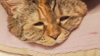 Cat, I'm full of energy