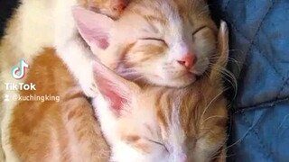 Very Cute Cats and Kittens