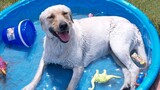 These Dogs Taking Baths Are A Dream Funniest Animals and Pets