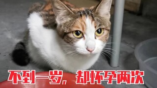 在停车场流浪小猫的故事