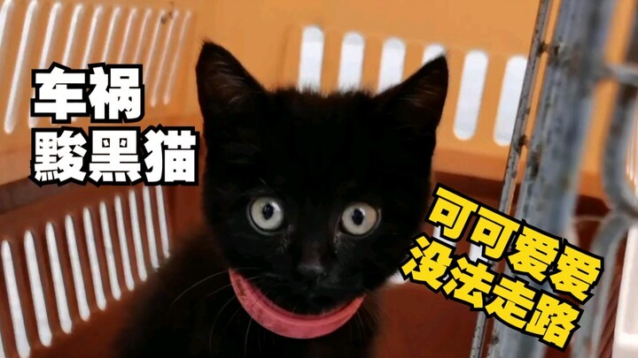 【เหลาเฟิงหยาง】น่ารักสุดๆ แต่โชคร้าย…