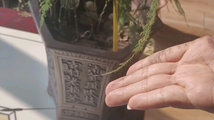 So it’s true—plants really can “understand” what you say! It’s amazing. Right now, my urge to get a 