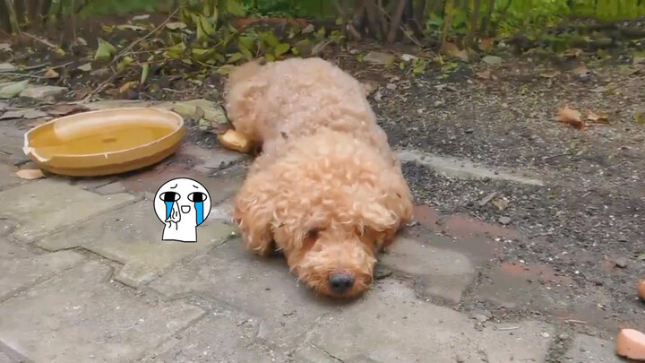 A poor Teddy was abandoned in the park with bad condition