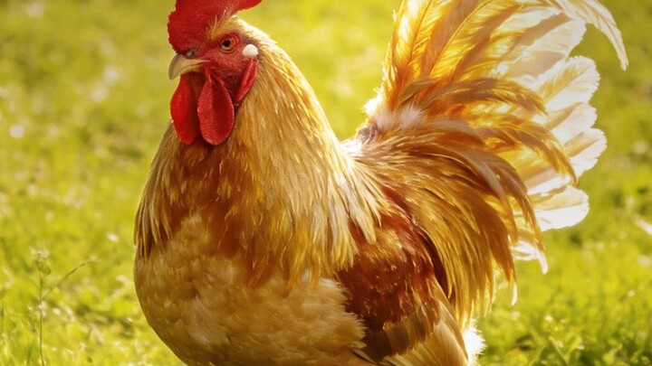 Why don’t chickens in the countryside ever starve to death?