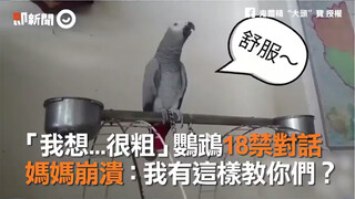 《我想…很粗》鹦鹉十八禁对话…妈妈很崩溃：我有这样交过它！？