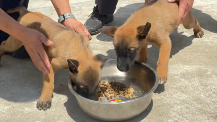 Little Police Dog’s desensitization training looks like a real battle—those cute little ones really 